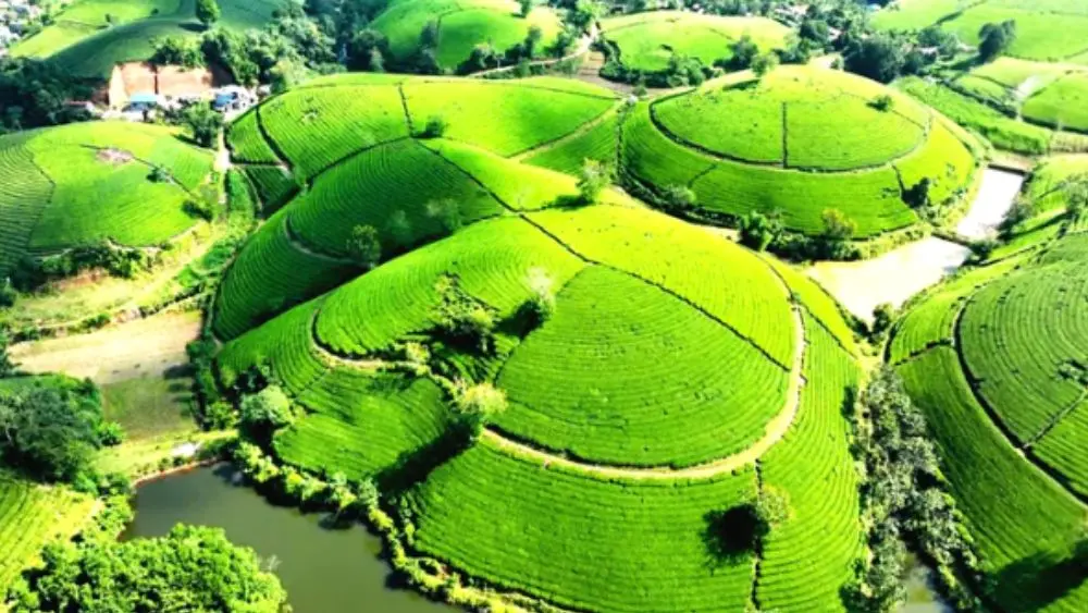 Tri thức trồng và chế biến chè Thái Nguyên được ghi danh di sản văn hóa phi vật thể quốc gia, mở ra cơ hội quảng bá văn hóa trà Việt.