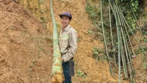 Trồng luồng mang lại nguồn thu ổn định cho ông Phạm Bá Thỉnh và nhiều hộ dân xã Trung Hạ, Thanh Hóa.