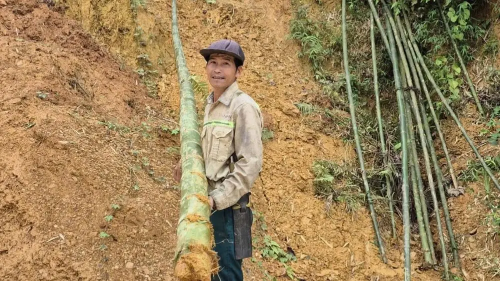 Trồng luồng mang lại nguồn thu ổn định cho ông Phạm Bá Thỉnh và nhiều hộ dân xã Trung Hạ, Thanh Hóa.
