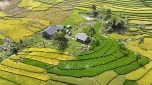 Thái Nguyên mùa vàng trên Bản Tèn