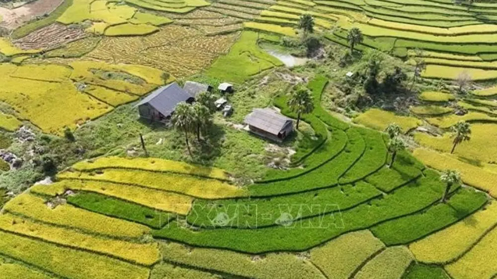 Thái Nguyên mùa vàng trên Bản Tèn