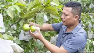 Vườn ổi không hạt hơn 7 sào của anh Nguyễn Văn Thắng ở Quỳ Hợp cho thu nhập hàng trăm triệu đồng mỗi năm.